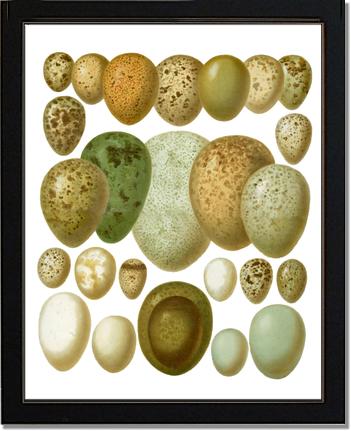 Victorian Print: Bird Eggs | Victorian Wall Art Print