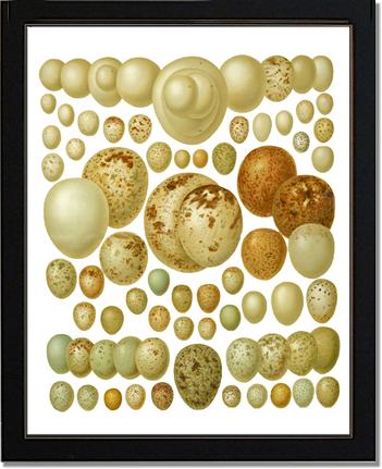 Victorian Print: Bird Eggs | Victorian Wall Art Print