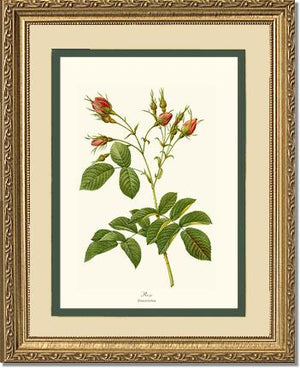 Rose Wall Art Print: Rosa everatina - Vintage Botanical Wall Decor- Charting Nature