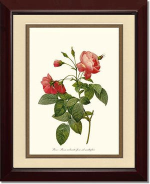 Rose Wall Art Print: Rosa reclinata - Vintage Botanical Wall Decor- Charting Nature