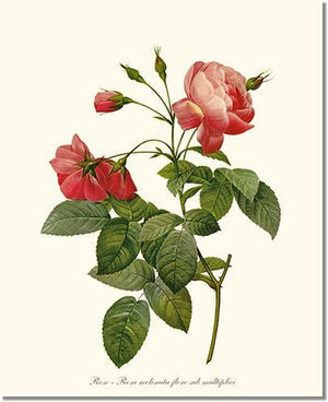 Rose Wall Art Print: Rosa reclinata - Vintage Botanical Wall Decor- Charting Nature