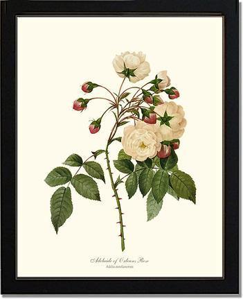 Rose Wall Art Print: Adelaide of Orleans - Vintage Botanical Wall Decor- Charting Nature