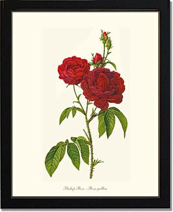 Rose Wall Art Print: Bishop Rose Red Tea Rose - Vintage Botanical Wall Decor- Charting Nature