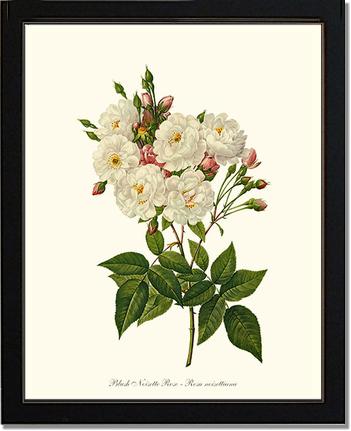 Rose Wall Art Print: Blush Noisette - Vintage Botanical Wall Decor- Charting Nature