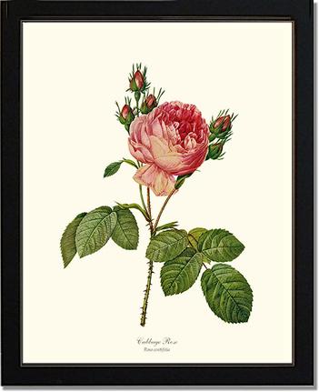 Rose Wall Art Print: Cabbage Rose - Vintage Botanical Wall Decor- Charting Nature