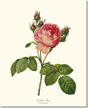 Cabbage Rose: Vintage Botanical Rose Wall Art Prints – Charting Nature