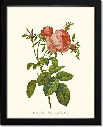 Rose Wall Art Print: Rose Print: Cabbage Rose - Vintage Botanical Wall Decor- Charting Nature