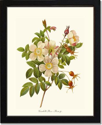 Rose Wall Art Print: Candolle Rose - Vintage Botanical Wall Decor- Charting Nature