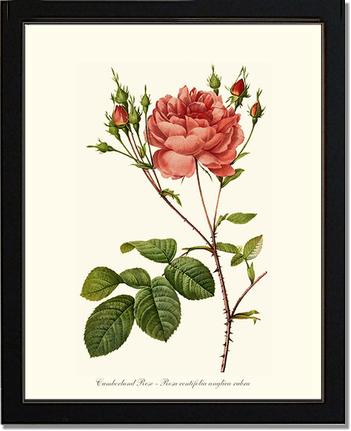 Rose Wall Art Print: Cumberland Rose - Vintage Botanical Wall Decor- Charting Nature