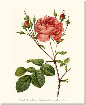 Rose Wall Art Print: Cumberland Rose - Vintage Botanical Wall Decor- Charting Nature