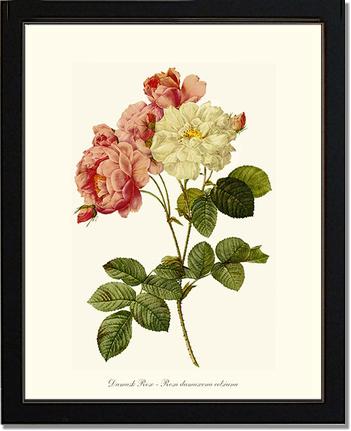 Rose Wall Art Print: Damask Rose - Vintage Botanical Wall Decor- Charting Nature