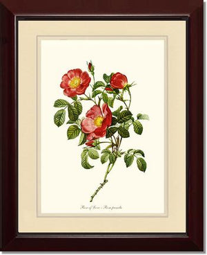 Rose Wall Art Print: Rose of Love - Vintage Botanical Wall Decor- Charting Nature