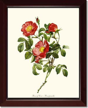Rose Wall Art Print: Rose of Love - Vintage Botanical Wall Decor- Charting Nature