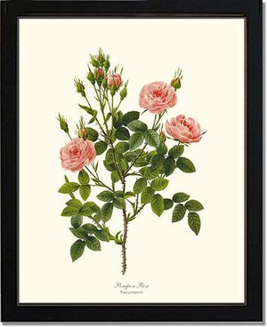 Rose Wall Art Print: Pompon Rose - Vintage Botanical Wall Decor- Charting Nature