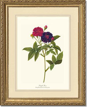 Rose Wall Art Print: Purple Rose - Vintage Botanical Wall Decor- Charting Nature