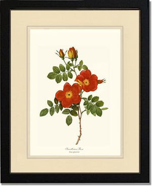 Rose Wall Art Print: Sweetbriar Rose - Vintage Botanical Wall Decor- Charting Nature