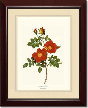 Rose Wall Art Print: Sweetbriar Rose - Vintage Botanical Wall Decor- Charting Nature