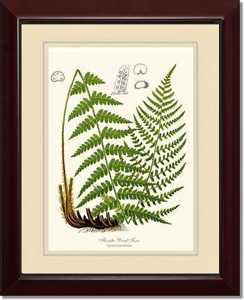 Florida Wood Fern: Vintage Fern Wall Art Botanical Prints. – Charting ...