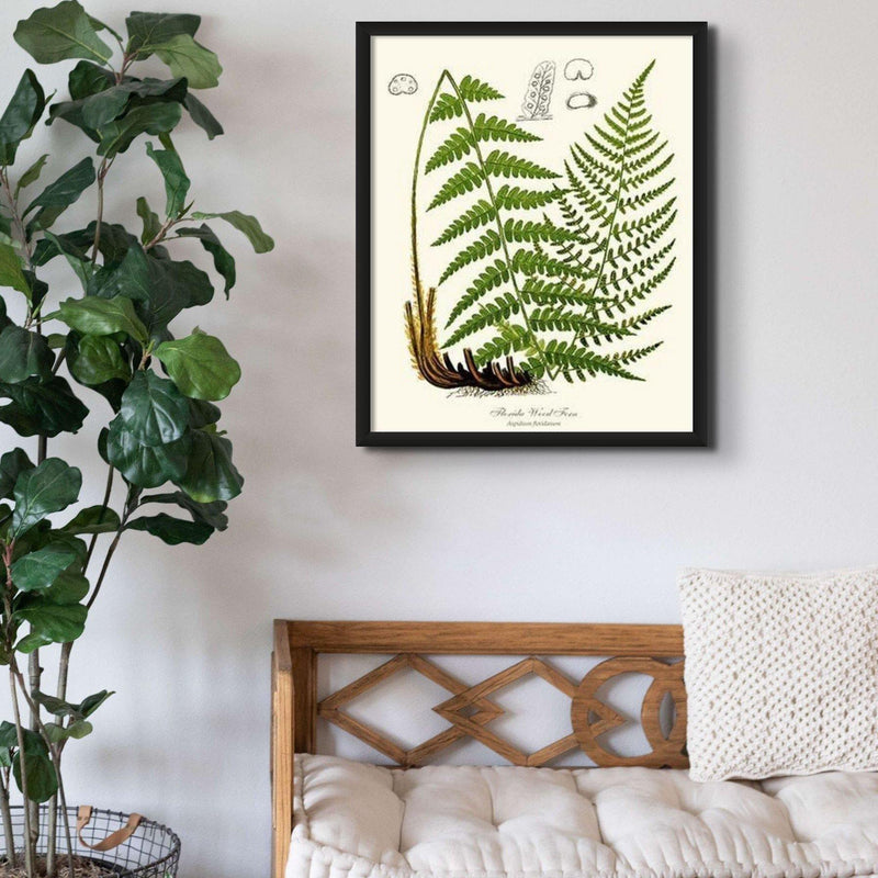 Florida Wood Fern: Vintage Fern Wall Art Botanical Prints. – Charting ...