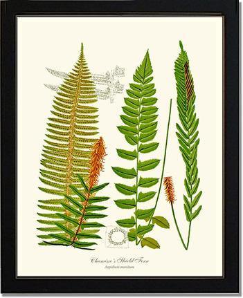 Chamisso Shield Fern: Vintage Fern Wall Art Botanical Print – Charting ...