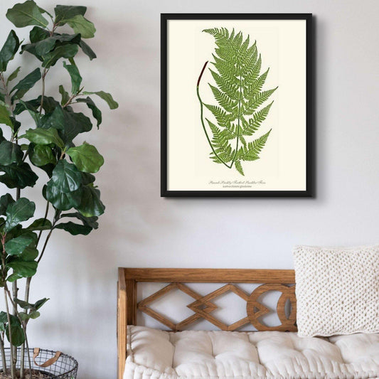 Broad prickly-toothed buckler fern Botanical Wall Art Print-Charting Nature