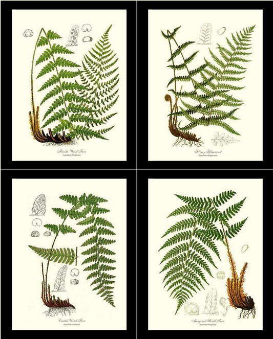 Vintage European Fern Print Set Botanical Wall Art Print Decor