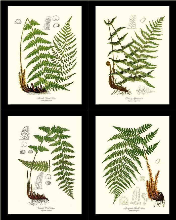 Vintage European Fern Print Set