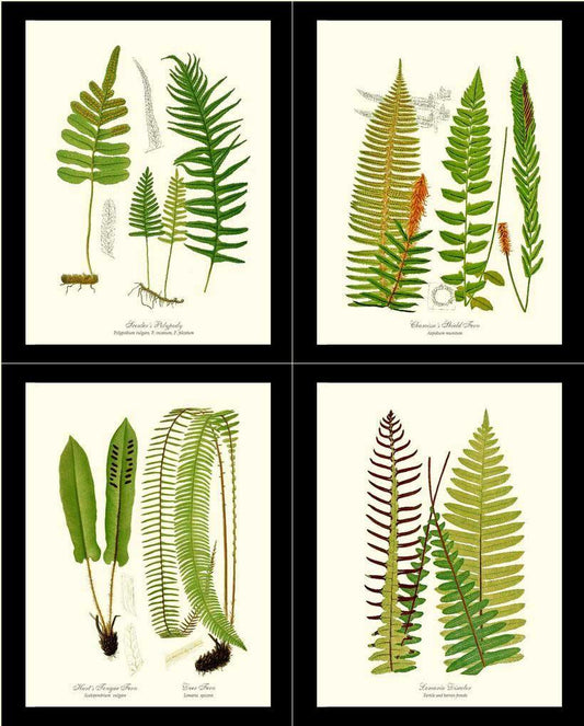 Vintage Fern Print Set Botanical Wall Art Print-Charting Nature