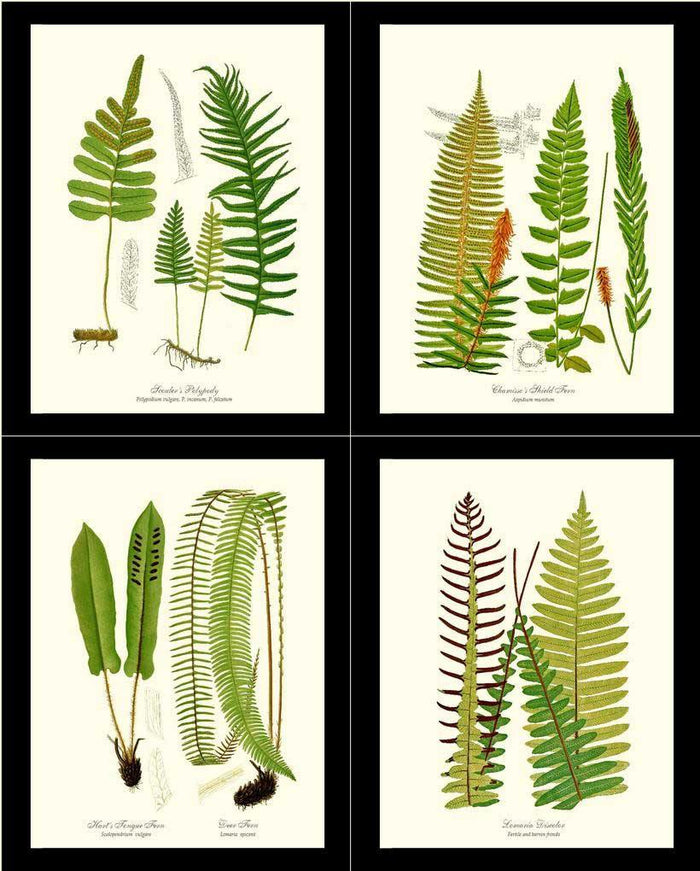 Vintage Fern Print Set