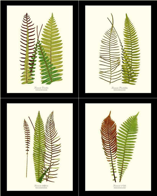 Vintage Fern Print Set Botanical Wall Art Print-Charting Nature