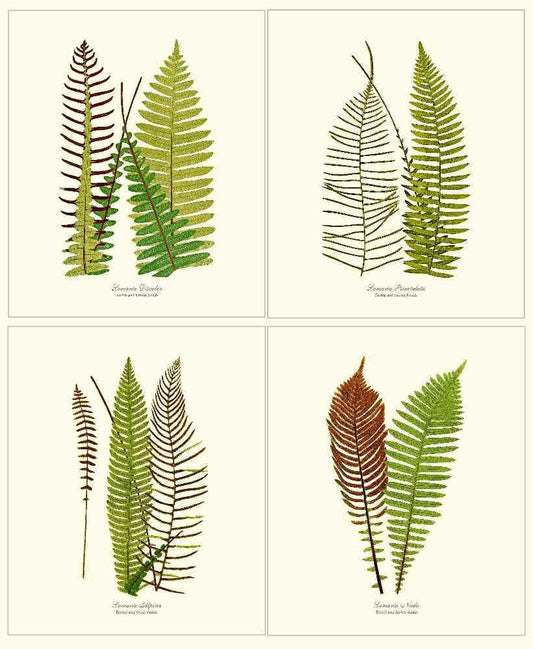 Vintage Fern Print Set Botanical Wall Art Print-Charting Nature