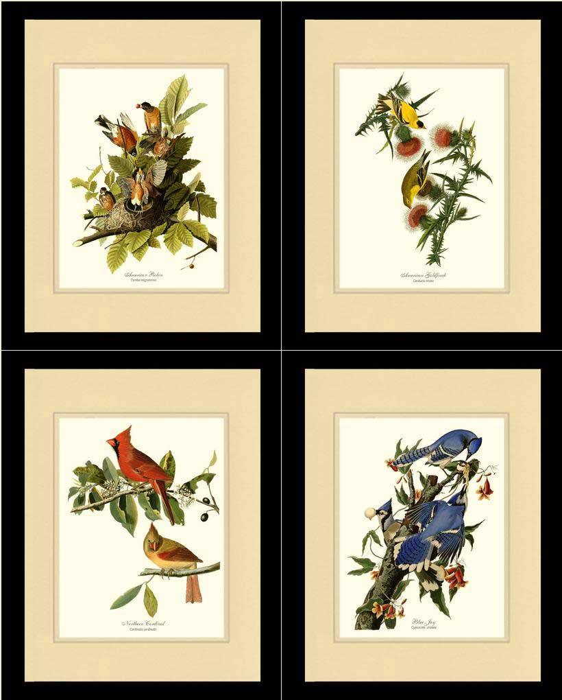 Vintage Audubon Bird Art Print Set