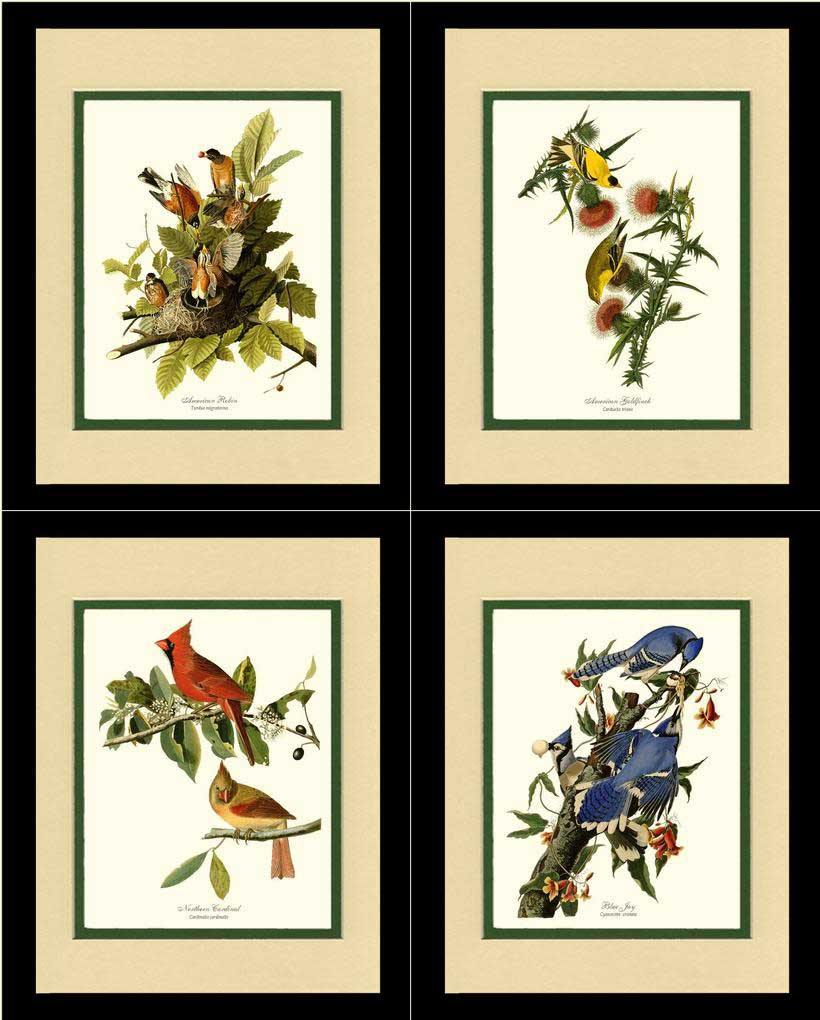 Vintage Audubon Bird Art Print Set