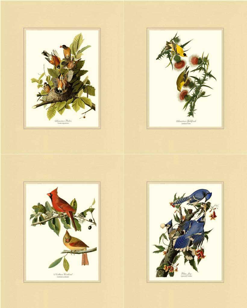 Audubon Matching Set of 4 Bird Prints