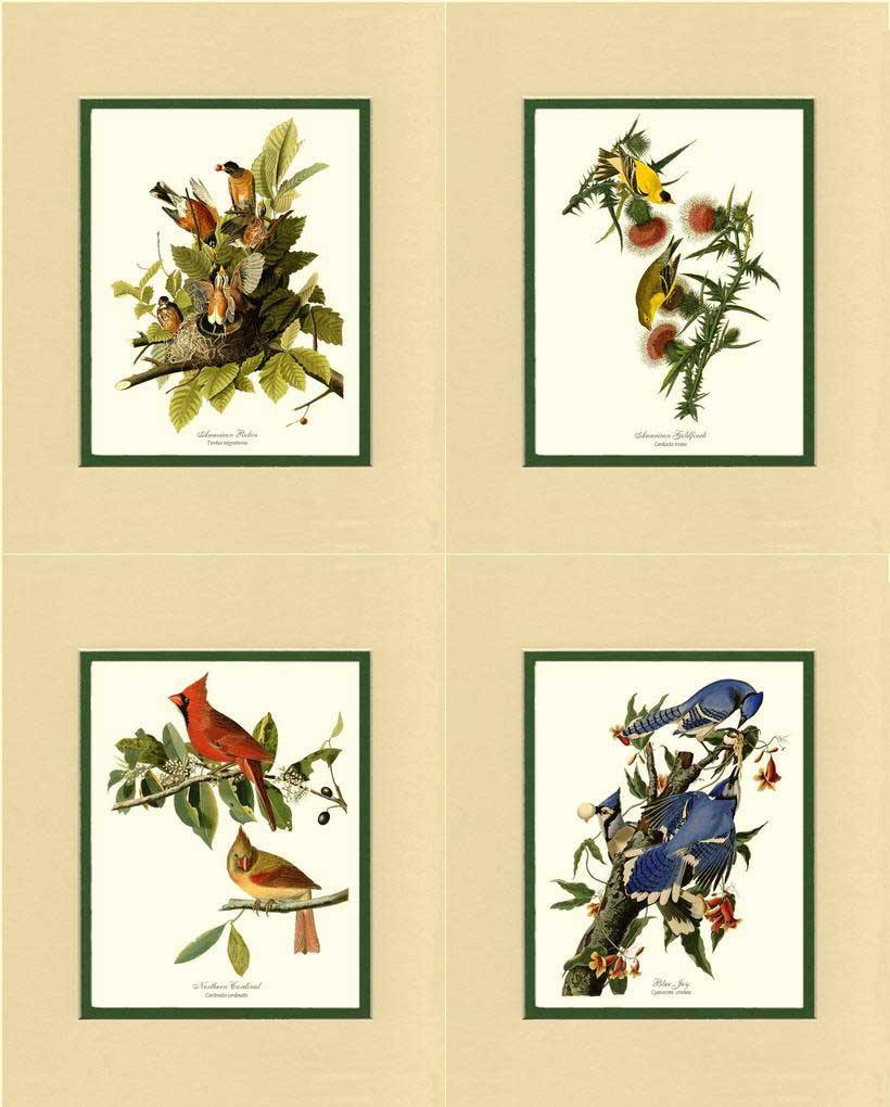 Audubon Matching Set of 4 Bird Prints - Charting Nature