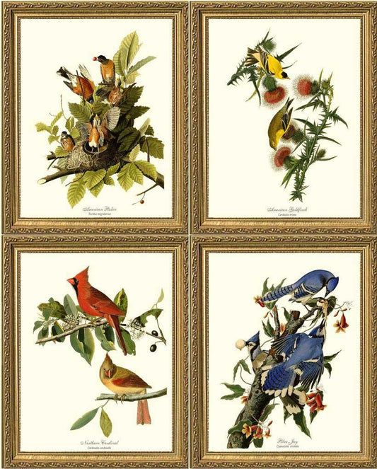 Audubon Matching Set of 4 Bird Prints - Charting Nature