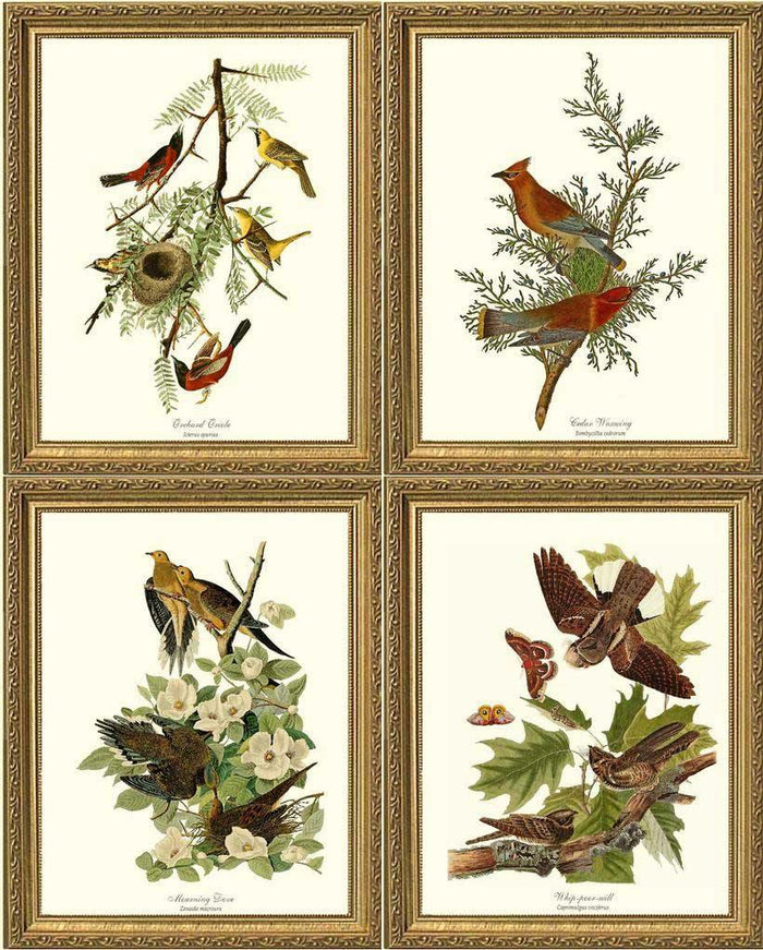 Audubon Set of 4 Matching Bird Prints. Brown Theme.