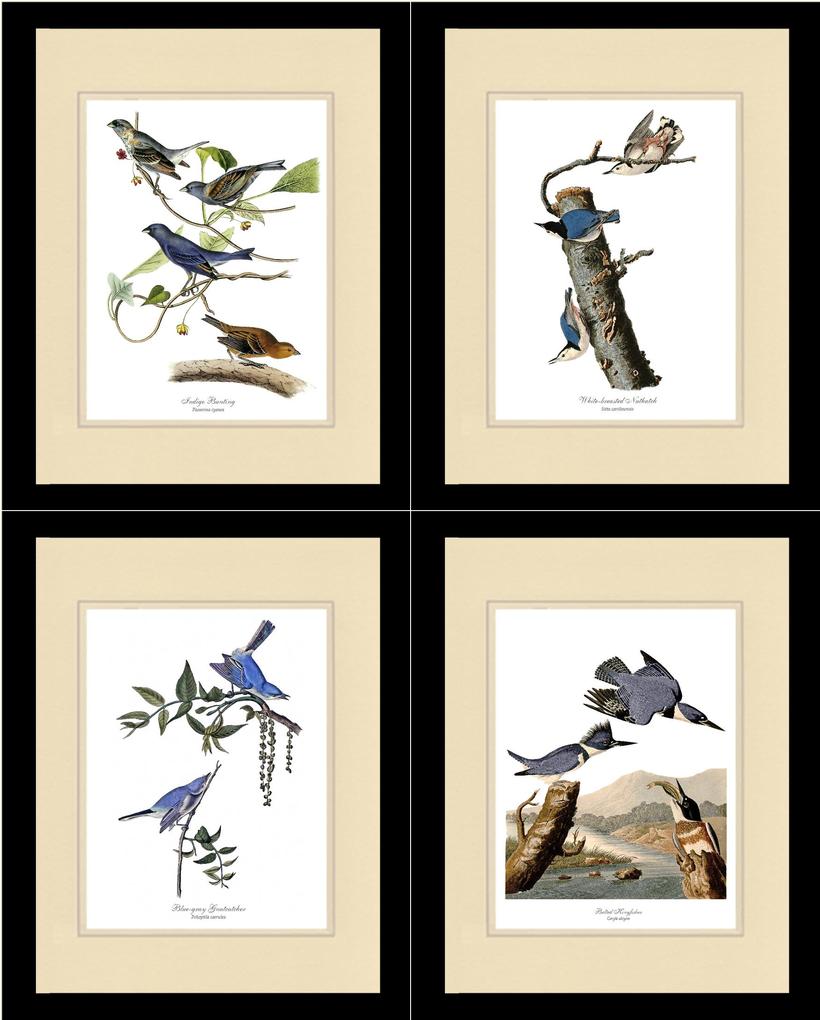  Vintage Audubon Wall Art Bird Prints - Matching set of 4  Audubon Illustrations: Robin, Goldfinch, Cardinal and Blue Jay. Artwork in  5x7 8x10 11x14 Sizes. : Handmade Products