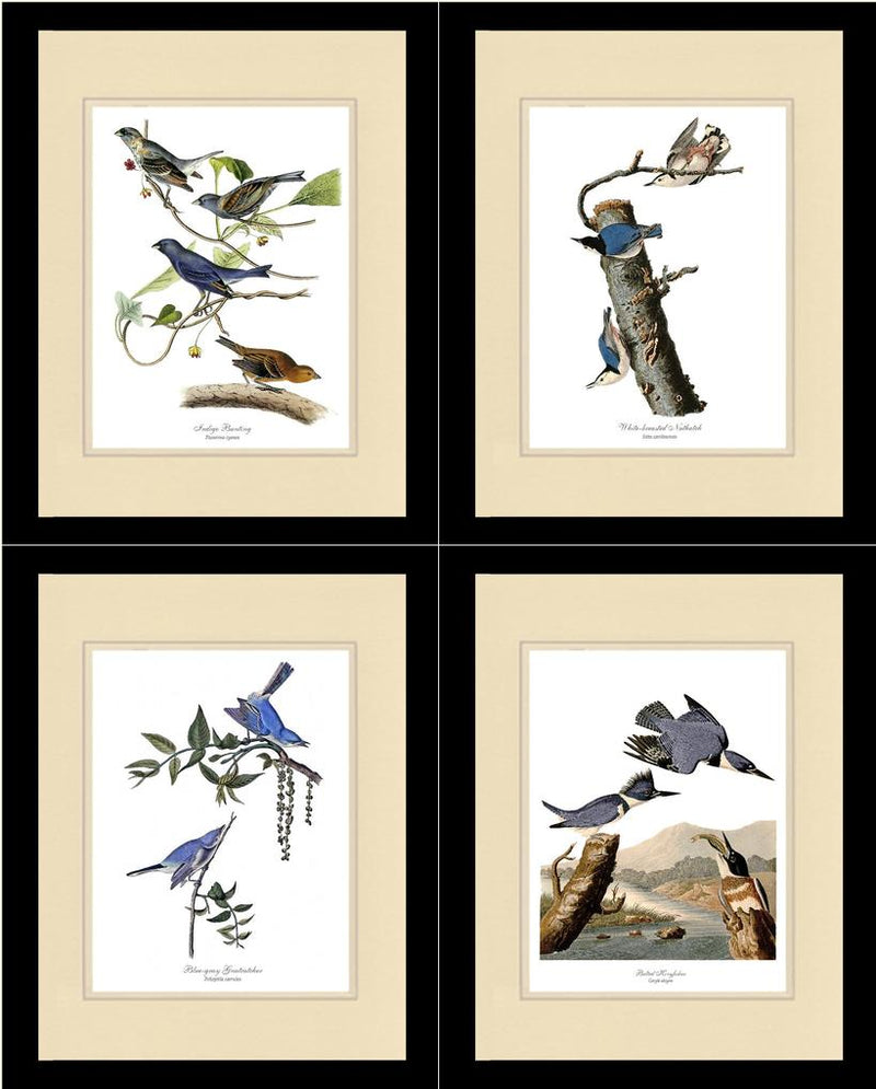 Audubon Blue Bird Prints Vintage Audubon Bird Wall Art Print – Charting ...