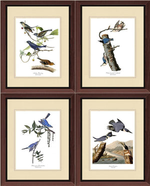 Audubon Blue Bird Prints - Charting Nature