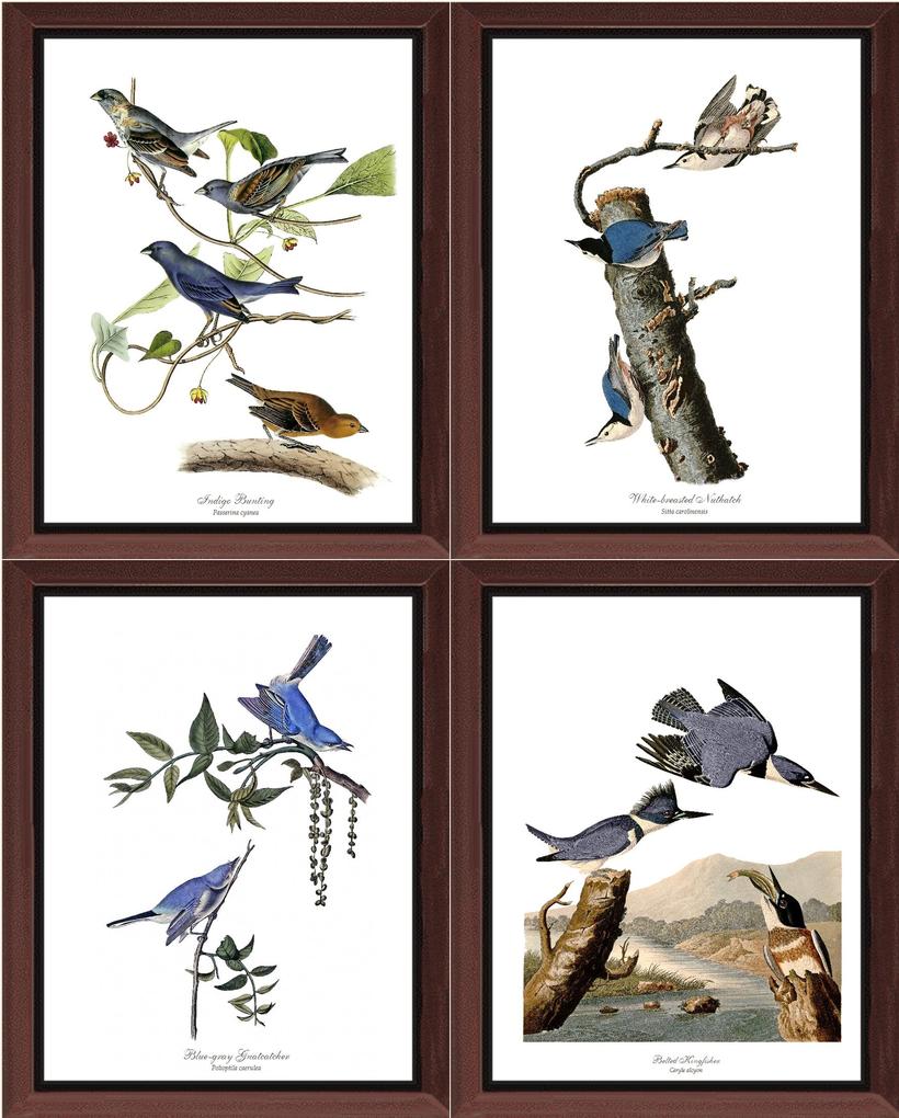 Vintage Audubon Wall Art Bird Prints - Matching set of 4 Audubon  Illustrations: Robin, Goldfinch, Cardinal and Blue Jay. Artwork in 5x7 8x10  11x14