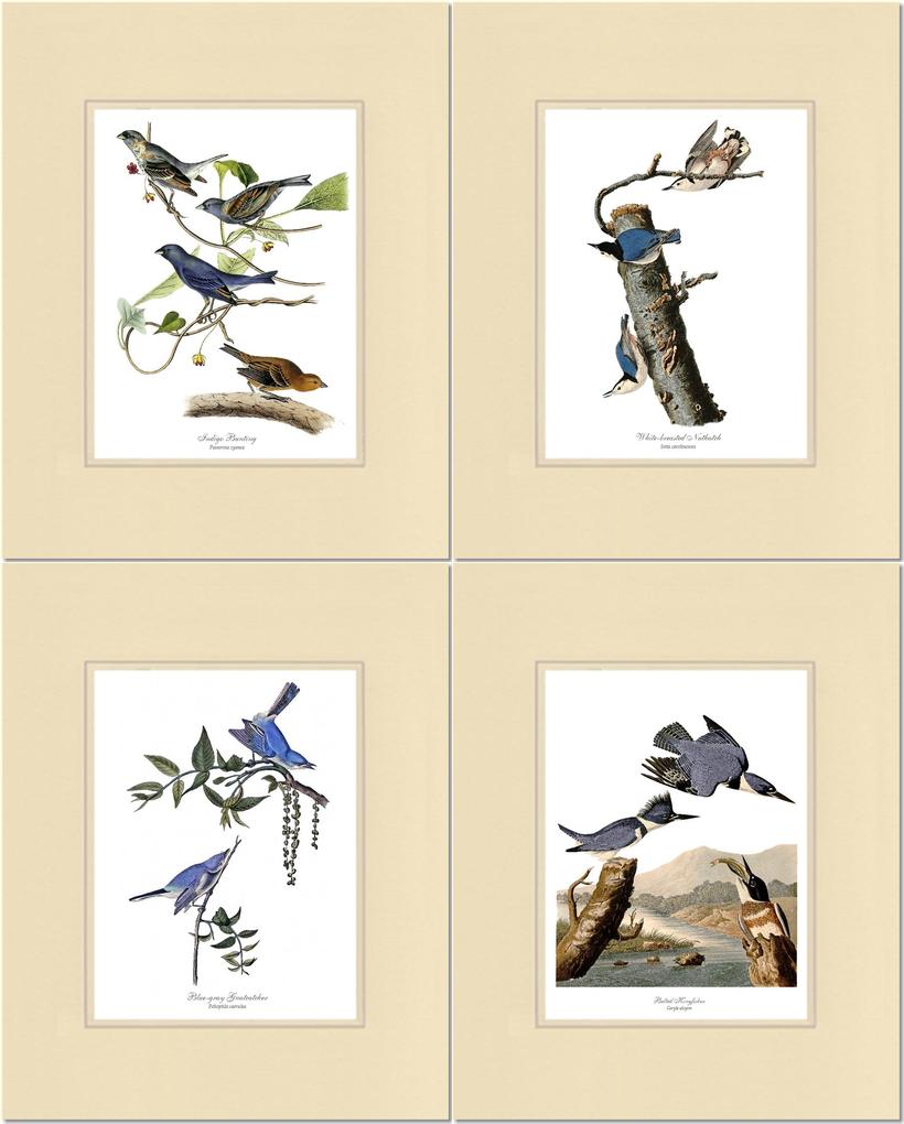  Vintage Audubon Wall Art Bird Prints - Matching set of 4  Audubon Illustrations: Robin, Goldfinch, Cardinal and Blue Jay. Artwork in  5x7 8x10 11x14 Sizes. : Handmade Products