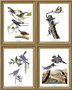 Audubon Blue Bird Prints - Charting Nature