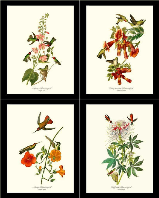 Hummingbirds Art Prints Set by Audubon