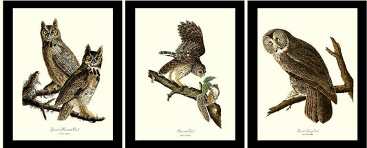 Audubon Owl Wall Art Print Set - Charting Nature