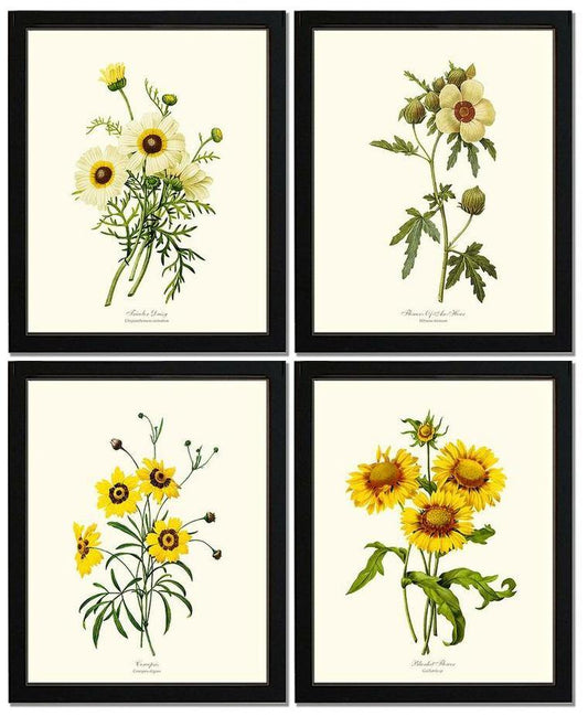 Vintage Yellow Flower Botanical Print Set