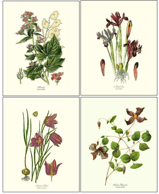 Violet Flower Set - Charting Nature