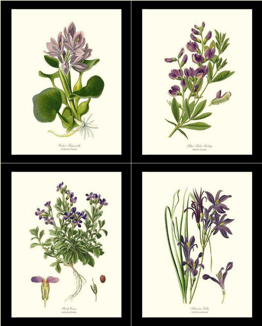 Lavender Flower Botanical Print Set - Charting Nature