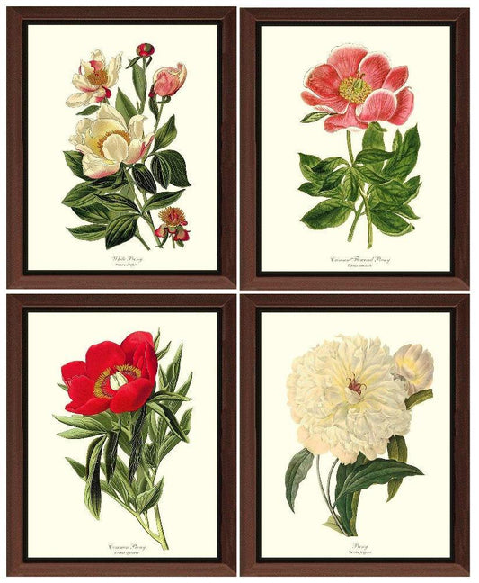 Vintage Peony Botanical Print Framed Set