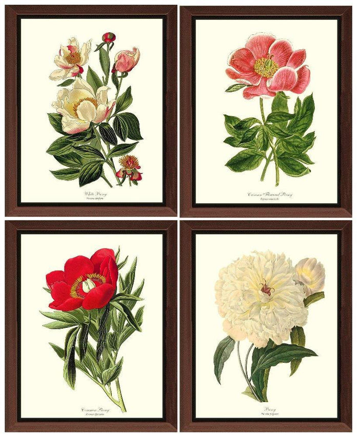 Peony Print Set | Flower/Floral Art Print